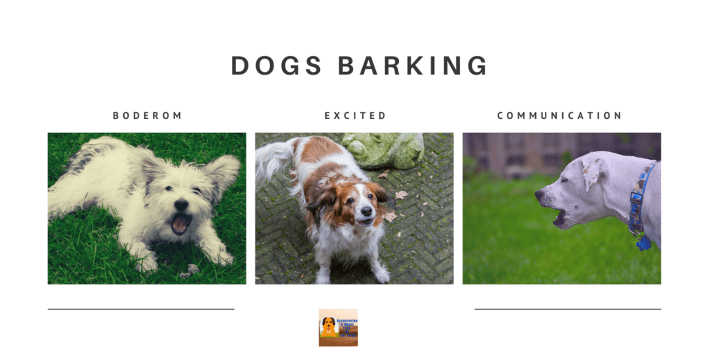 dogs barking - tips for dog training