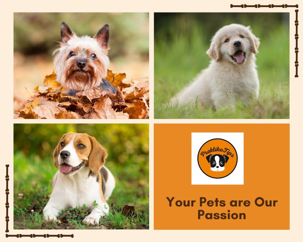 Dogs Our Passion