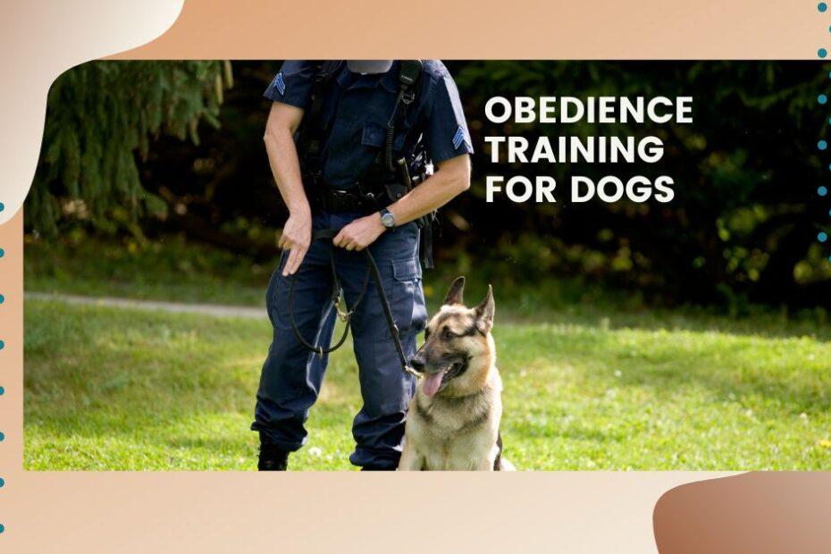 obedience training for dogs