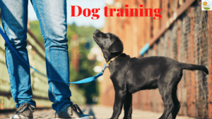 Dog Training
