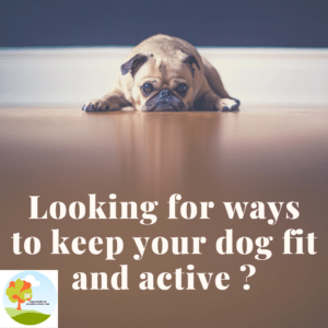 Kip your dog fit and active