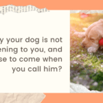 Why your dog is not listen to you- and refuse to come when you call him1200628
