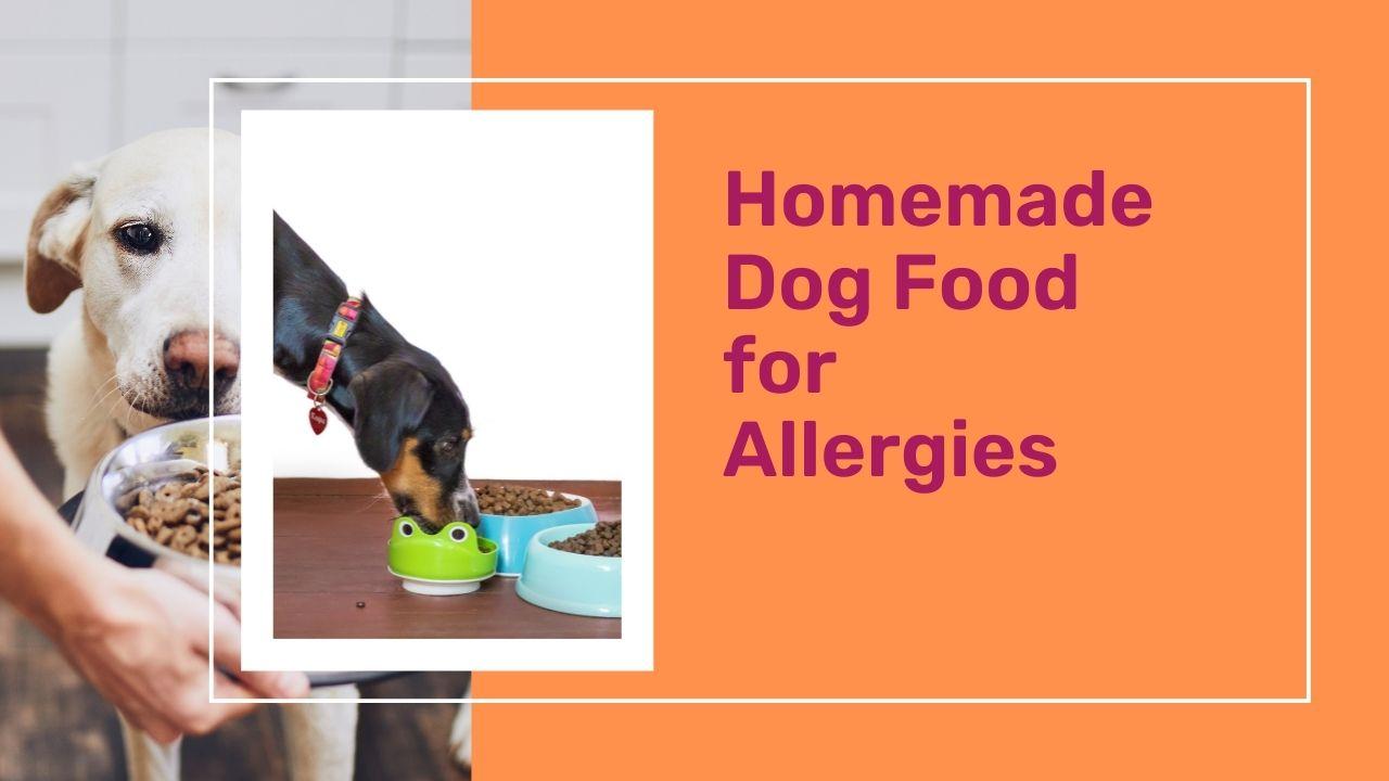 homemade food for dogs