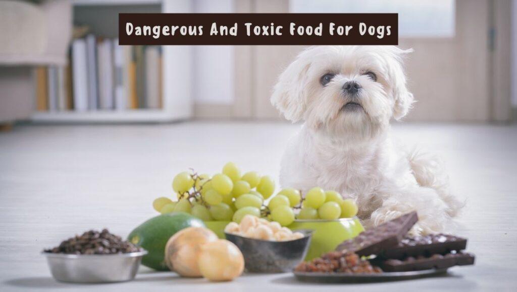 toxic food for dogs - foods good for dogs