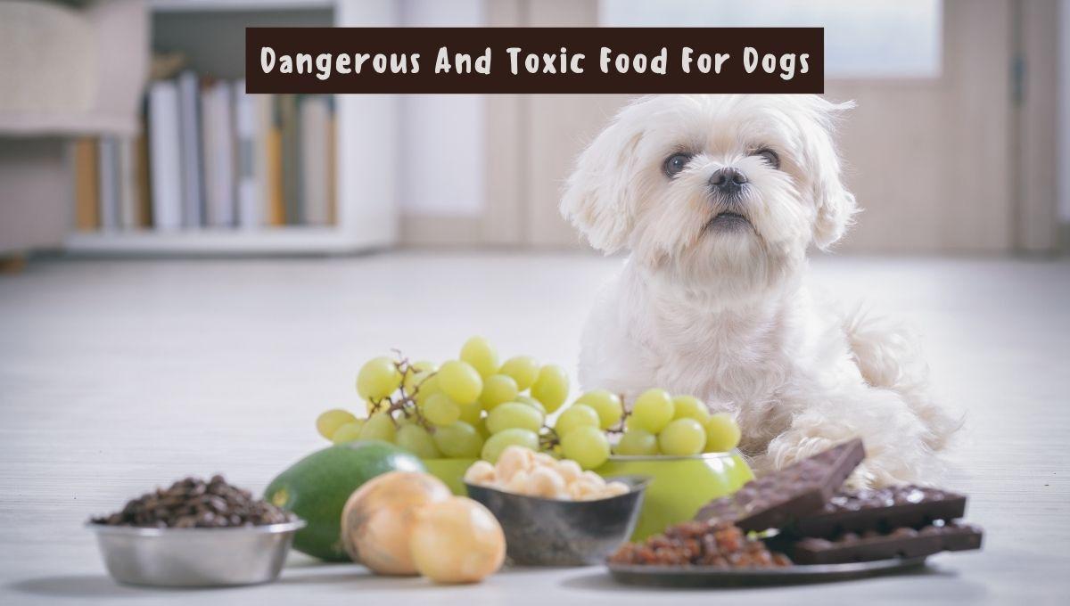 Don't Give To Your Dog Those Toxic And Deadly Foods
