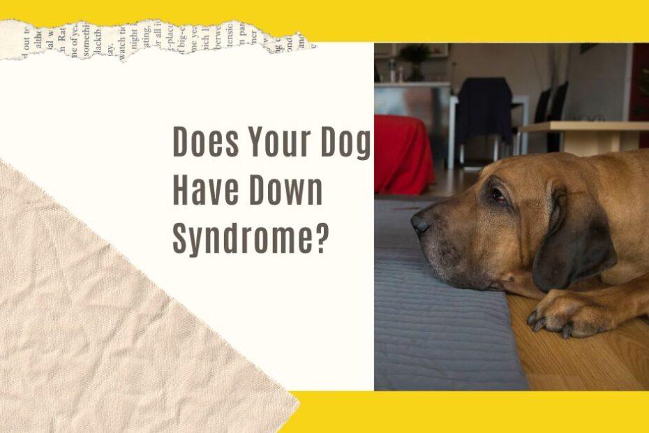 Does Your Dog Have Down Syndrome