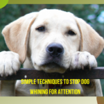 dogs pay attention