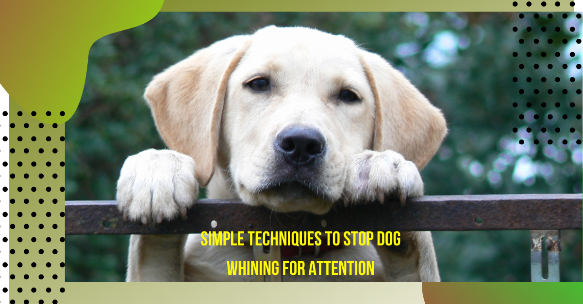Stop Dog Whining For Attention - 5 Simple Techniques