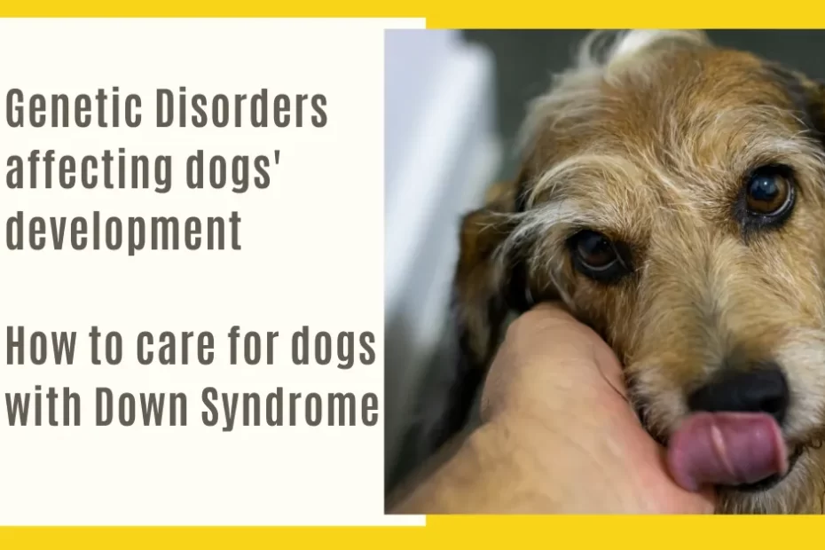 Does Your Dog Have Down Syndrome