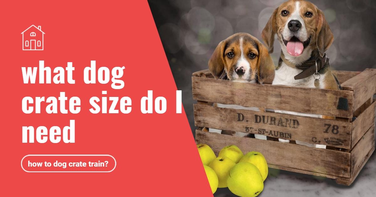 View of Perfect Dog Crates for Puppies: A Beginner's Guide