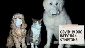 covid-19 dog infection symptoms