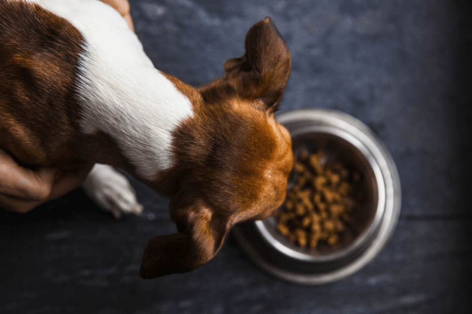 Dogs food - what can dogs not eat
