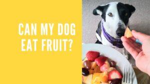 Can my dog eat fruit