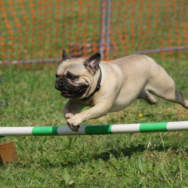 dog training jump