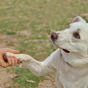 puppy shake hands