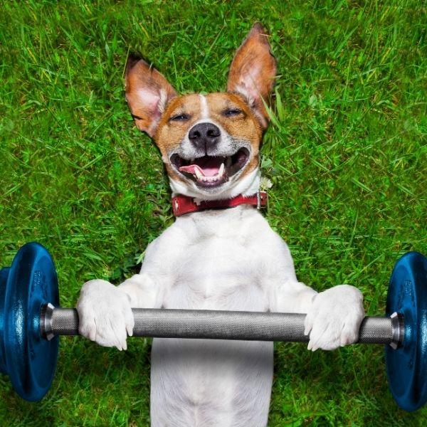 dog training weight