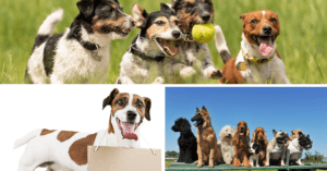 Brain Games for dogs - toys for dogs boredom