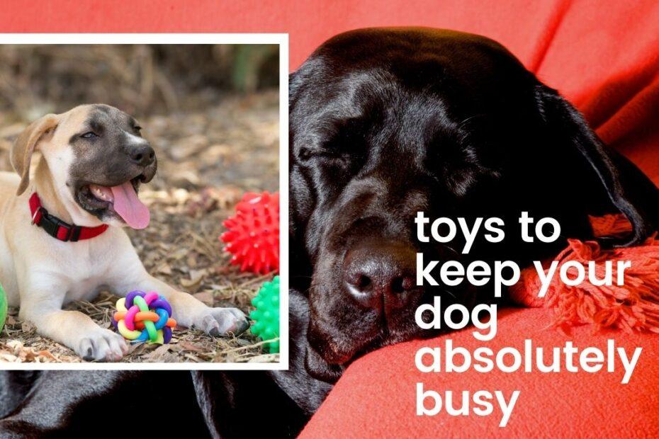 toys to keep your dog | dog brain