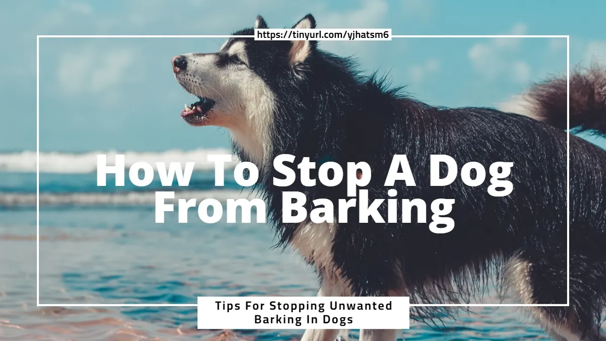 Excessive Dog Barking
