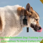 shock collars for dogs