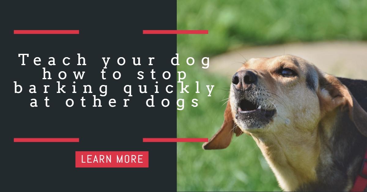 how to stop barking neighbor dog