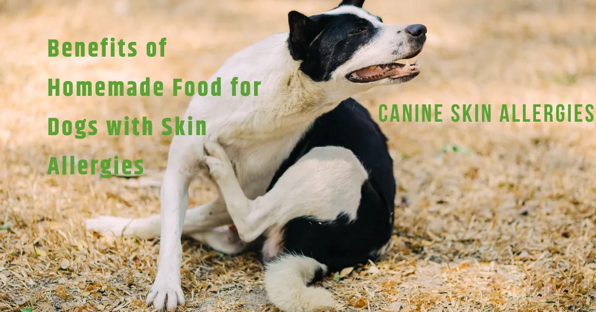 Canine Skin Allergies