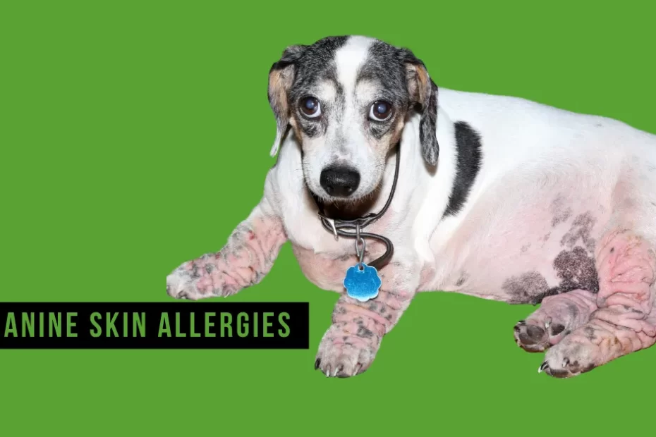 Canine Skin Allergies