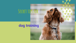 tips for dog training