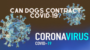 coronavirus in dogs