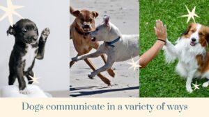 tips for dog training