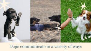 tips for dog training