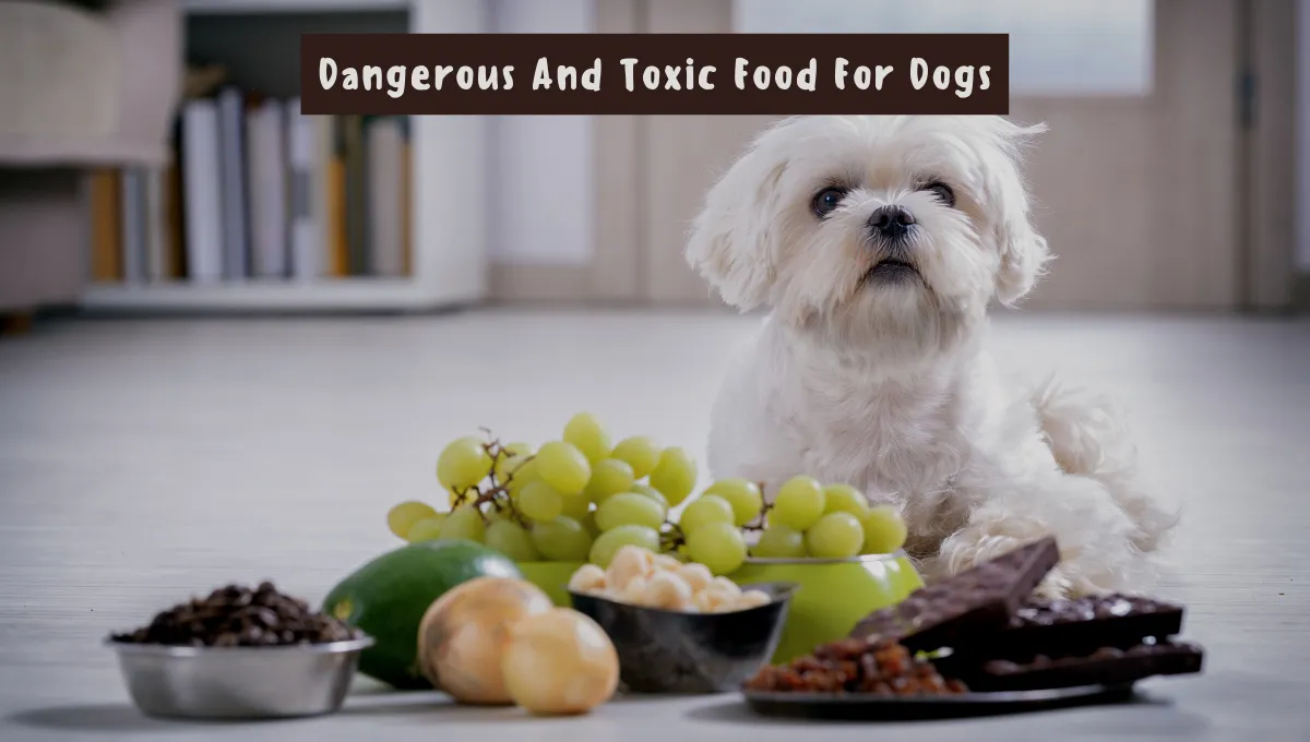 healthy food 4 dogs