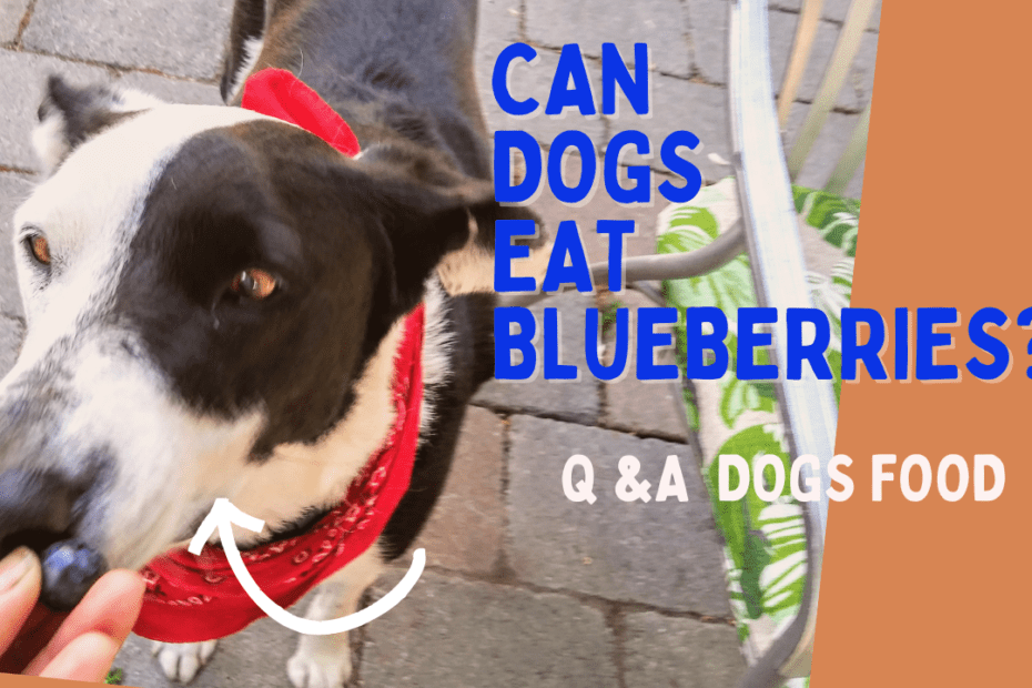 Foods Best For Dogs