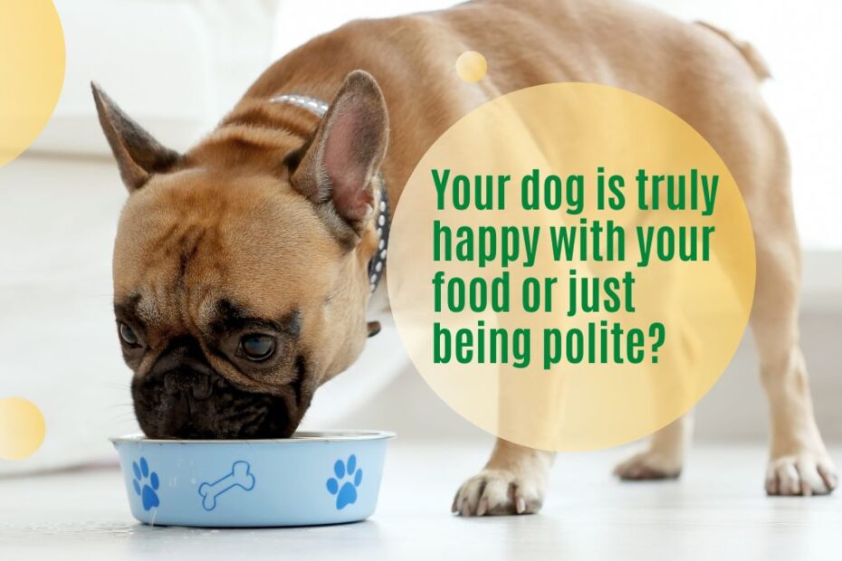 Dogs Food, Foods That Will Keep Your Dog Fit And Healthy
