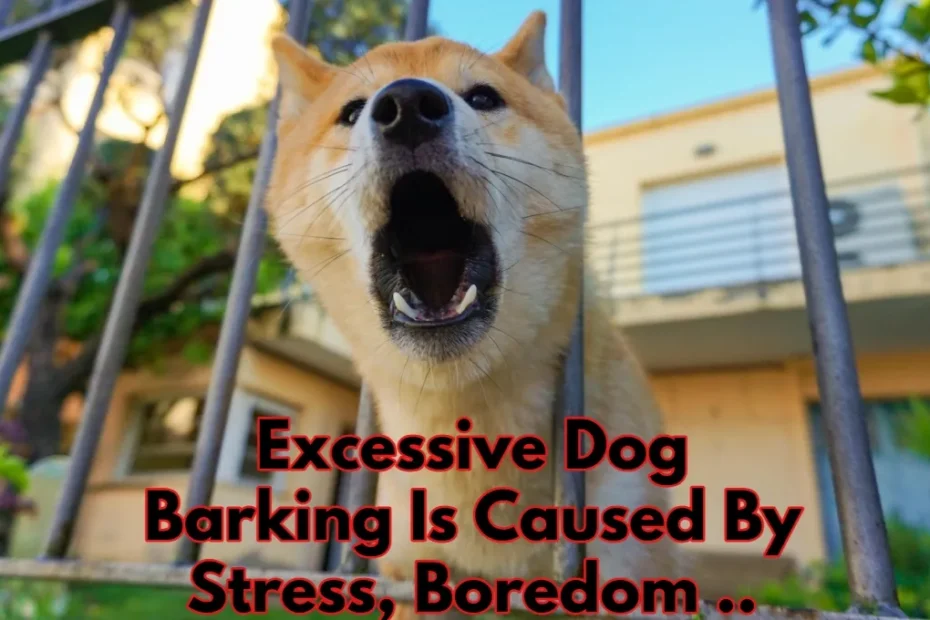 Excessive Dog Barking