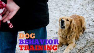 dog obedience training