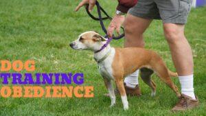 dog behavior training