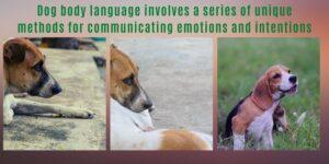 dogs body language
