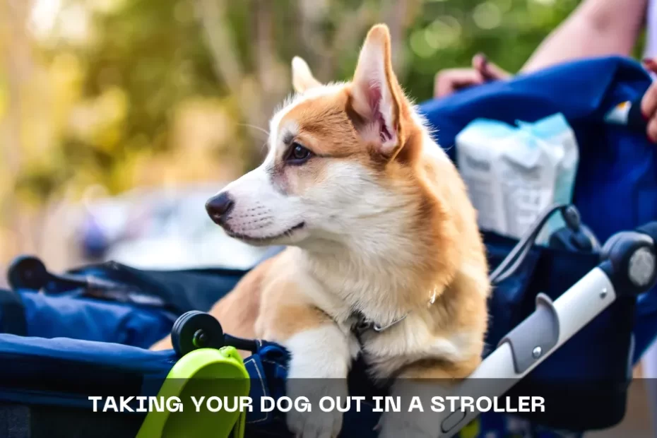 dog stroller, Who Needs a Dog Stroller?