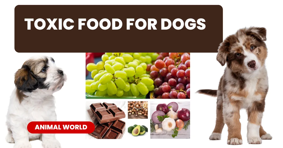 Toxic Foods For Dogs