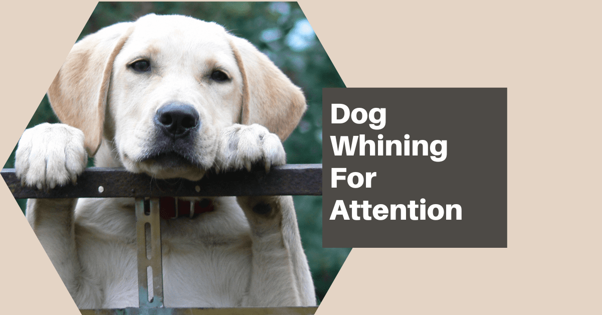 dog whining for attention