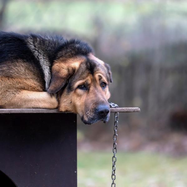 Interactive dog toys - Engaging Bored Dogs