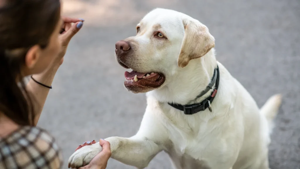 Dog Behavior And Training