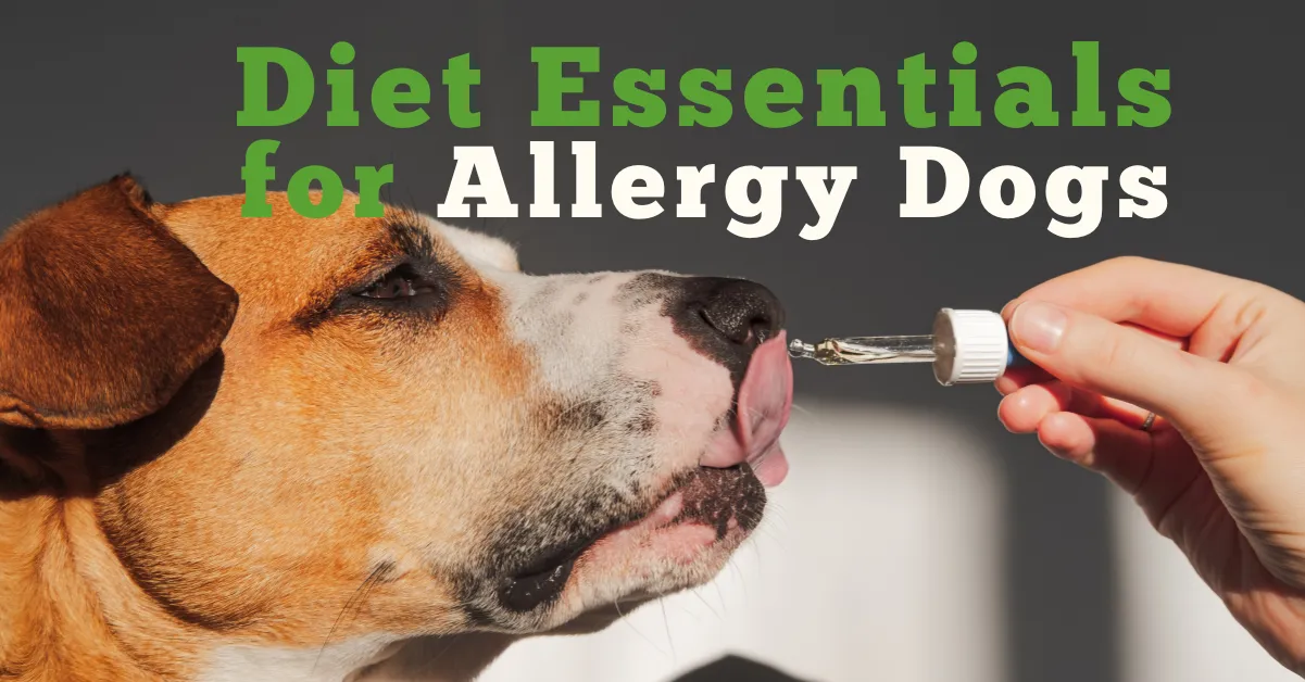 Diet Essentials for Allergy Dogs