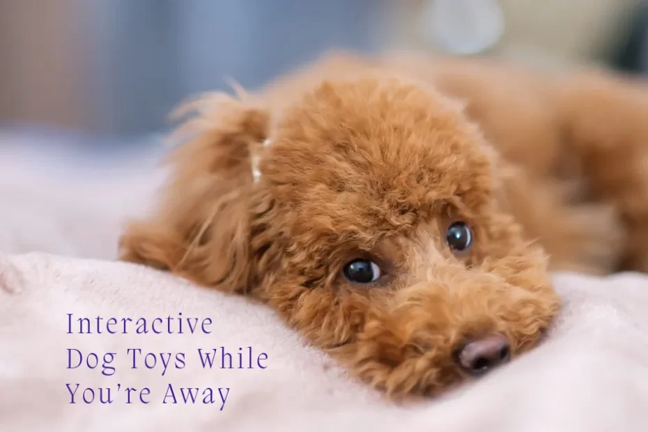 Interactive Dog Toys While You’re Away