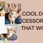 Cool accessories for dog