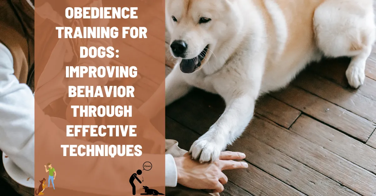 obedience training for dogs