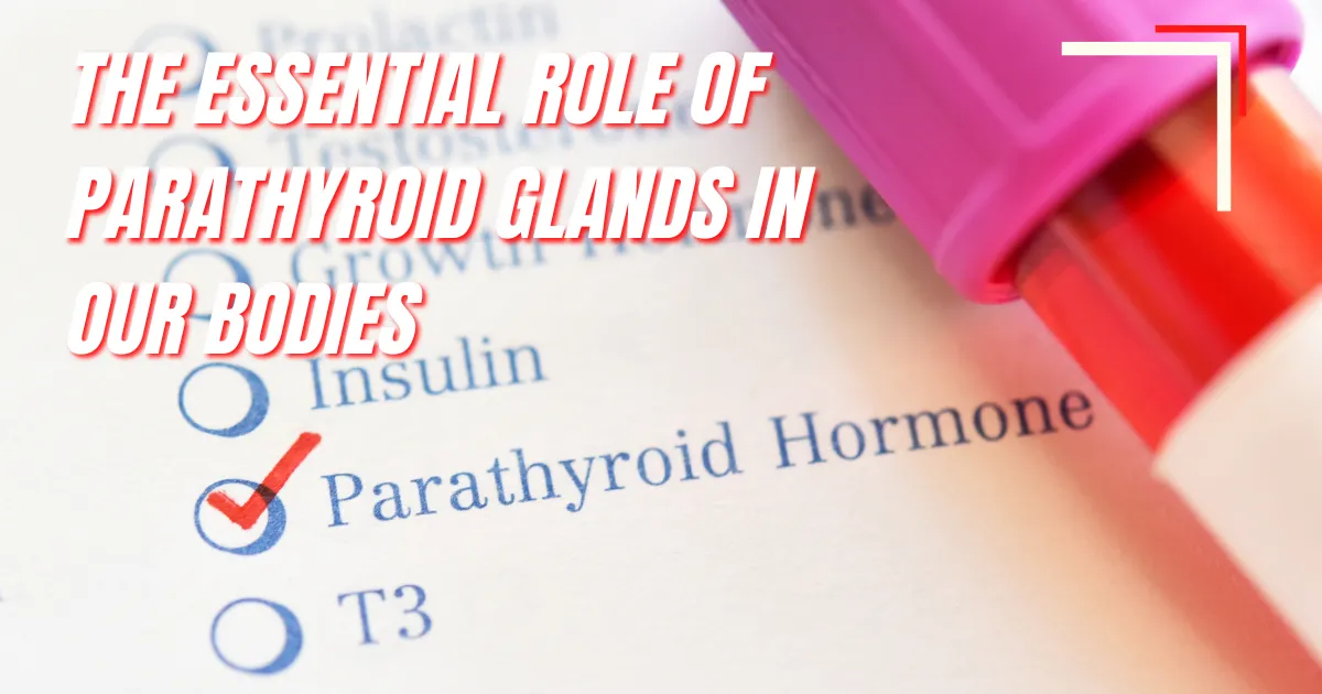 Parathyroid Glands, Parathyroid Hormone, Hyperparathyroidism
