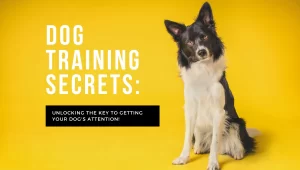 how to make dogs listen, Obedience Training For Dogs