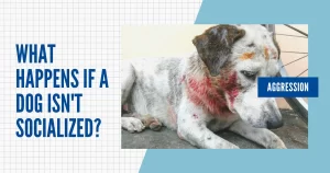 Dog Socialization Training